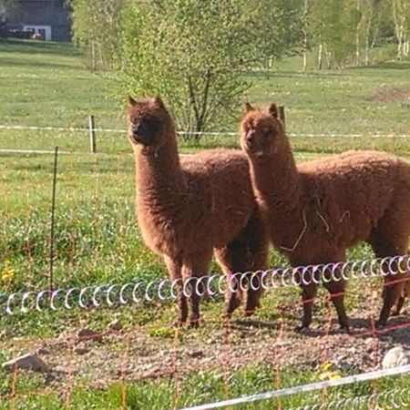 Familie Meimer Hofing Kültér fotó