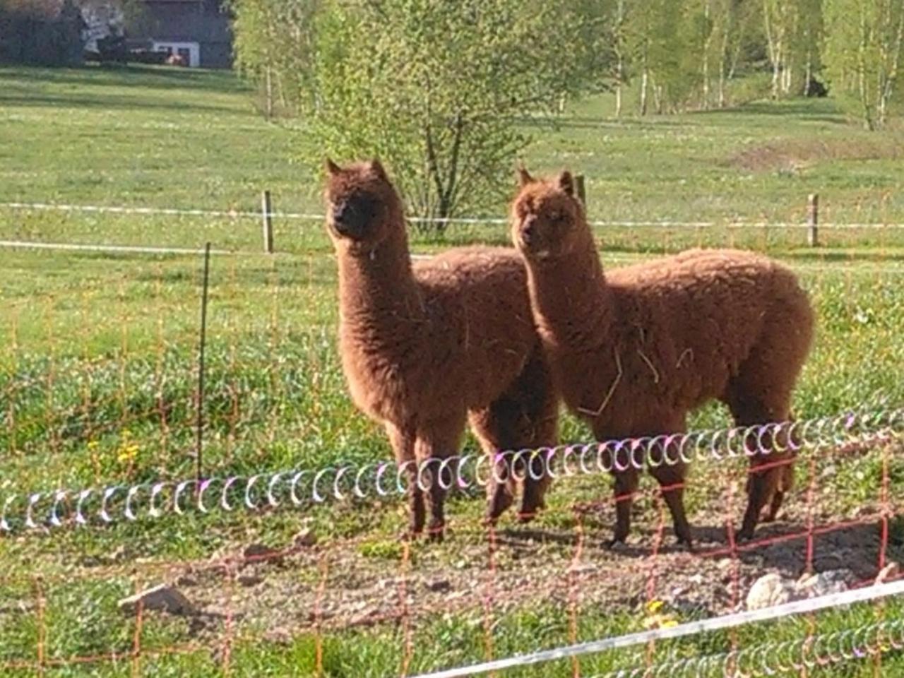 Familie Meimer Hofing Kültér fotó